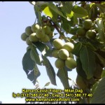 fernor fernette chandler kaman ceviz fidani satis adres telefon bilgi hangisi iyi don olayi hastalik iri ceviz yaprak asi kalemi kis yaz sonbahar ilkbahar ankara kecioren  (5)