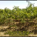 fernor fernette chandler kaman ceviz fidani satis adres telefon bilgi hangisi iyi don olayi hastalik iri ceviz yaprak asi kalemi kis yaz sonbahar ilkbahar ankara kecioren  (6)