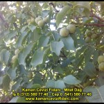 fernor fernette chandler kaman ceviz fidani satis adres telefon bilgi hangisi iyi don olayi hastalik iri ceviz yaprak asi kalemi kis yaz sonbahar ilkbahar ankara kecioren  (7)