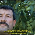 fernor fernette chandler kaman ceviz fidani satis adres telefon bilgi hangisi iyi don olayi hastalik iri ceviz yaprak asi kalemi kis yaz sonbahar ilkbahar ankara kecioren  (8)