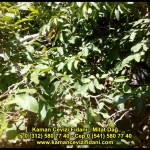 fernor fernette chandler kaman ceviz fidani satis adres telefon bilgi hangisi iyi don olayi hastalik iri ceviz yaprak asi kalemi kis yaz sonbahar ilkbahar ankara kecioren  (9)