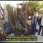 aşılı kaman cevizi fidani satan firma adres telefon ankara chandler fernor fernette bilecik (1)