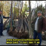 aşılı kaman cevizi fidani satan firma adres telefon ankara chandler fernor fernette bilecik (11)