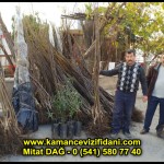 aşılı kaman cevizi fidani satan firma adres telefon ankara chandler fernor fernette bilecik (12)