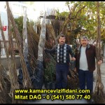 aşılı kaman cevizi fidani satan firma adres telefon ankara chandler fernor fernette bilecik (13)