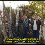 aşılı kaman cevizi fidani satan firma adres telefon ankara chandler fernor fernette bilecik (14)