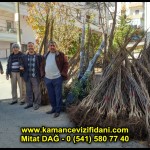 aşılı kaman cevizi fidani satan firma adres telefon ankara chandler fernor fernette bilecik (15)