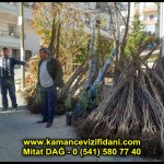 aşılı kaman cevizi fidani satan firma adres telefon ankara chandler fernor fernette bilecik (16)