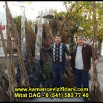 aşılı kaman cevizi fidani satan firma adres telefon ankara chandler fernor fernette bilecik (17)