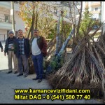 aşılı kaman cevizi fidani satan firma adres telefon ankara chandler fernor fernette bilecik (2)