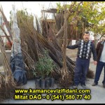 aşılı kaman cevizi fidani satan firma adres telefon ankara chandler fernor fernette bilecik (3)