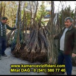 aşılı kaman cevizi fidani satan firma adres telefon ankara chandler fernor fernette bilecik (4)