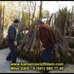 aşılı kaman cevizi fidani satan firma adres telefon ankara chandler fernor fernette bilecik (7)