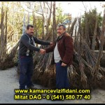 aşılı kaman cevizi fidani satan firma adres telefon ankara chandler fernor fernette bilecik (8)